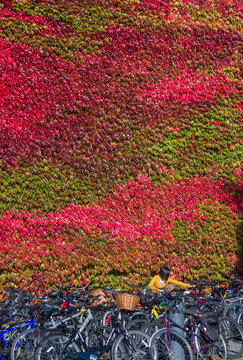 Churchill College Covered In Red Ivy