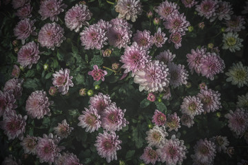 Textured beautiful pink Chrysanthemum flower in the garden background