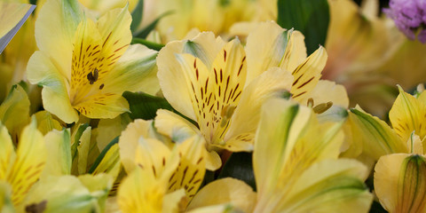bouquet of beautiful yellow alstroemerias with delicate flowers, close-up