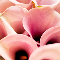 bouquet of pink callas