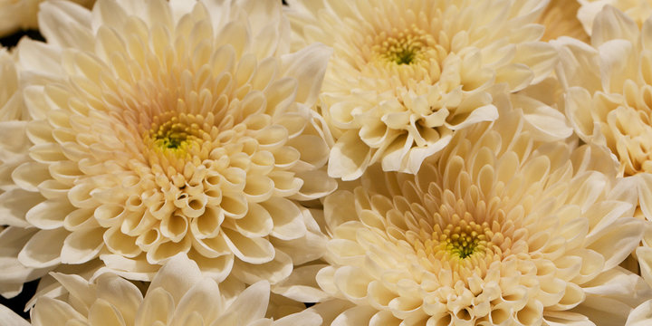 bouquet of white-cream beautiful fluffy asters