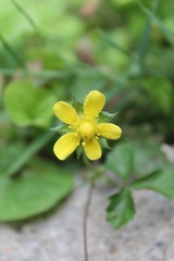 Yeloow Flower