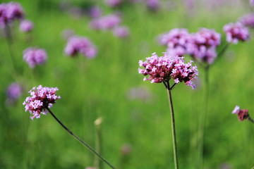Simple violet flowers blossoming in the meadow at summer season in countryside 