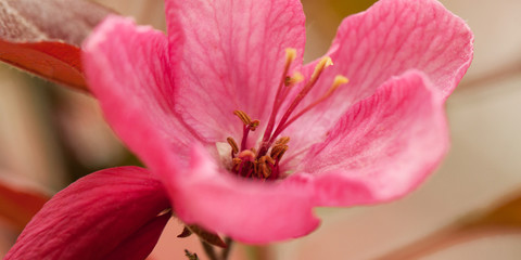 Fototapeta na wymiar beautiful bright pink sakura flowers