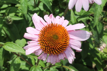 Obraz premium Pink Flower