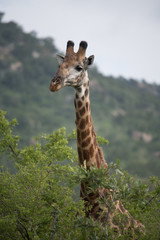 Thornicroft Girafe sanding in the bushveld in South Luangwa National Park, Zambia, Southern Africa