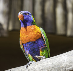Beautiful parrot