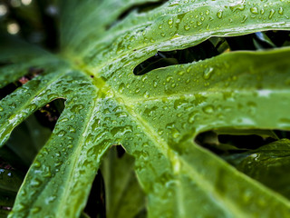 Gotas de agua sobre planta