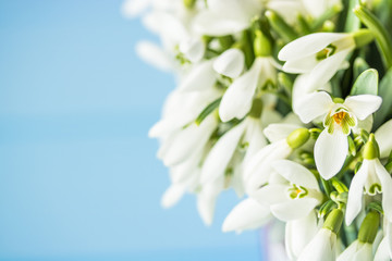 Snowdrops spring white flower on blue background