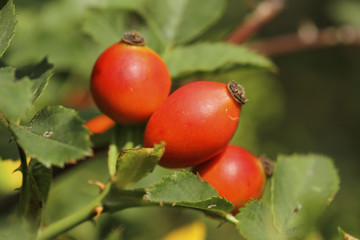 Hagebutten Früchte der Hundsrose (Rosa canina)