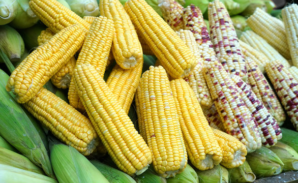 Close up on new picked colorful corns in the harvest season