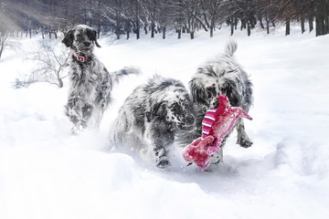 Three dogs caught a pink toy dragon on a winter hunt in the snow