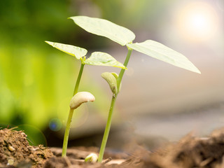 Two small green plant growing from fertile soil with germination seed. Growth and environment concept.