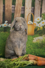 Easter bunny lop ear rabbit sitting up with carrots and spring flowers