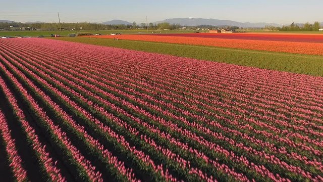 Various Colors Of Tulips Appear in Agricultural Field Floral Tulip
