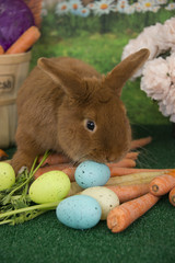 Easter bunny red Thrianta rabbit eating farm fresh carrots and colored Easter eggs