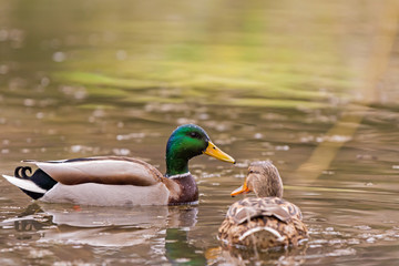 duck wild on the lake