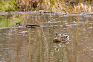 duck wild on the lake