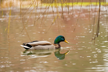duck wild on the lake
