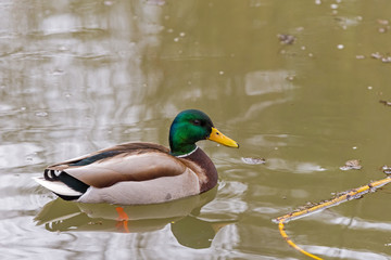 duck wild on the lake
