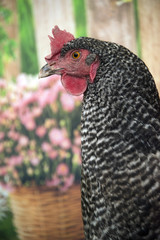 Plymouth Rock barred hen chicken closeup portrait spring flowers in bloom