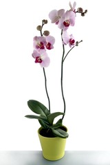 Naklejka na ściany i meble pretty orchid phalaenopsis isolated close up