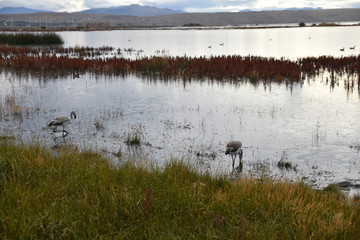 Réserve ornithologique sur le lago Argentino à El Calafate, Argentine