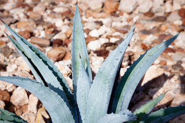 Succulents in the wild