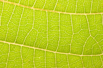 Leaf vein natural wallpaper pattern