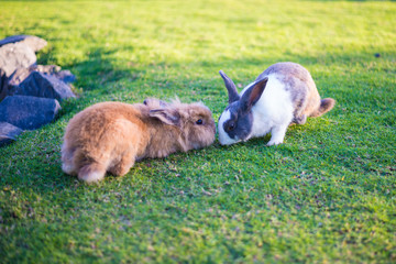 Rabbit is in the the lawn