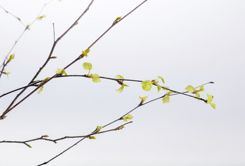 Spring branch of Tree, bud on a tree branch isolated on a white background.