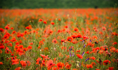 Field of poppies in spring, Provence.