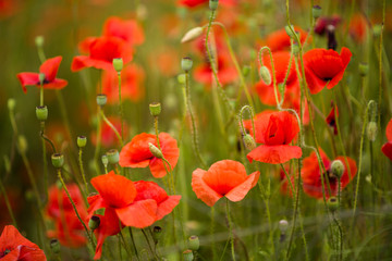 Fototapeta na wymiar Flowers Red poppies blossom on wild field. Beautiful field red poppies with selective focus. Soft focus blur