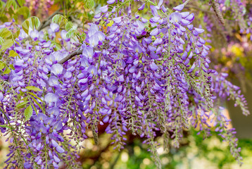 Wisteria flowers. Wisteria (also spelled Wistaria or Wysteria) is a genus of flowering plants in the legume family, Fabaceae (Leguminosae).
