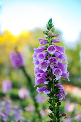 Obraz premium Beautiful Pink flower in garden Decorated for Tourist at Chaingmai Thailand