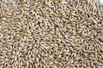 barley seeds