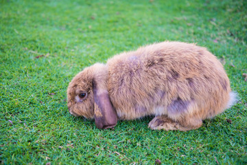 Rabbit is in the the lawn