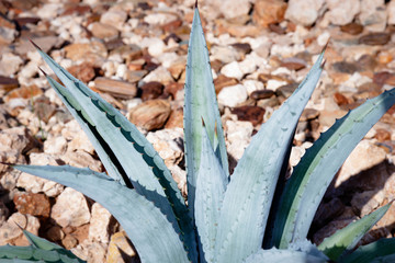 Succulents in the wild