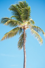 palm tree and blue sky. Dominican Republic