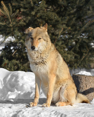 Grey Wolf (Canis lupus) (female) sits on snow