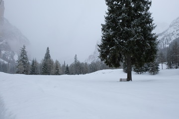 pine between the falling snow and the white meadow