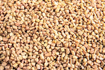 dried seeds of fenugreek plant as spice