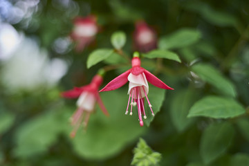 Fuchsia Flowers, Angel Earrings flower, Lady s Eardrops, or Earrings flowers blooming