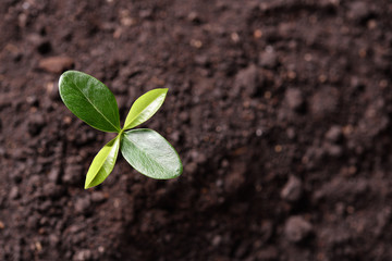 Top view of young plant  growing out from soil