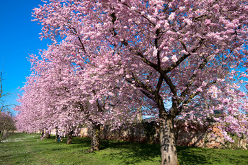 les cerisiers à Schwetzingen