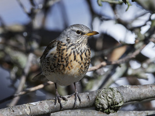 Fieldfare (Turdus pilaris)