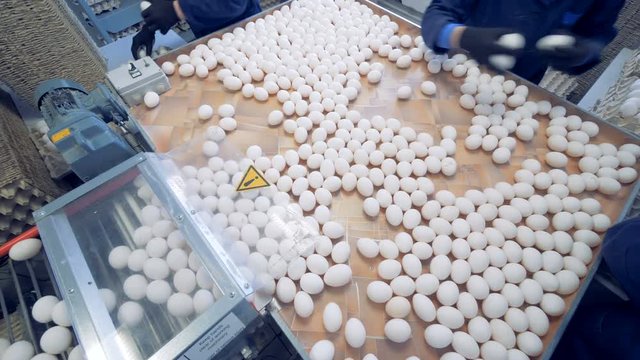 Wide angle view on a egg factory staff sorting eggs. Eggs are moving on the conveyor.