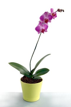 pretty orchid phalaenopsis isolated close up