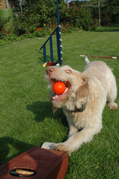 Spinone dog caught in action grapping an orange ball hat came from a flyball machine.
