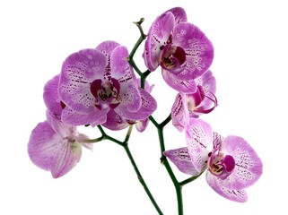 pretty orchid phalaenopsis isolated close up